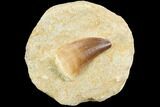 Mosasaur (Prognathodon) Tooth - Morocco #123217-1